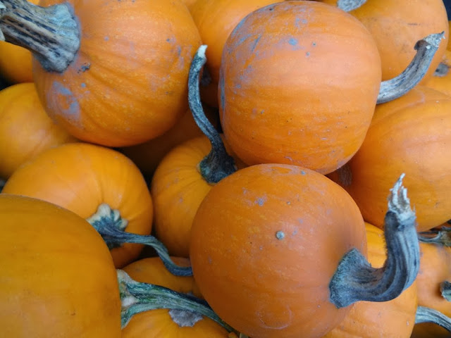 Autumn pumpkins, orange