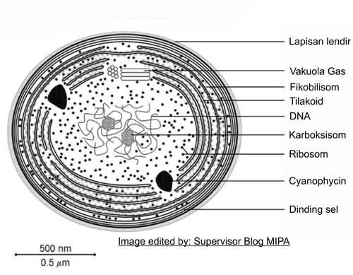 struktur sel (bagian-bagian tubuh) Cyanobacteria atau alga hijau-biru beserta fungsinya