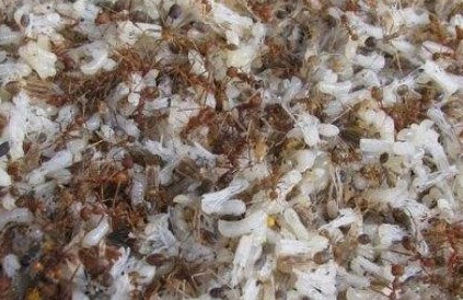 Jenis Makanan Burung Pelatuk Dan Cara Perawatannya Kicau Mania