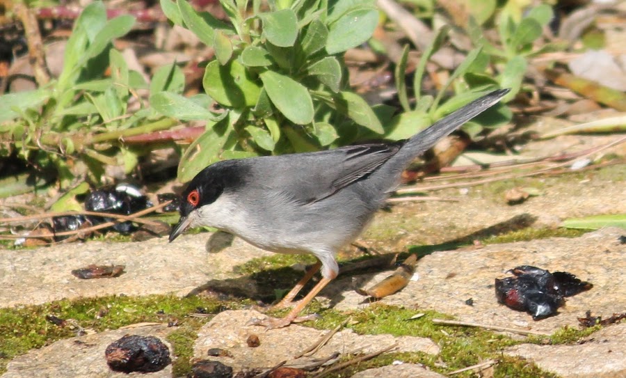 Sylvia melanocephala