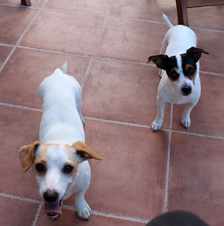 Puppies wanted to join in Puppies wanted to join in