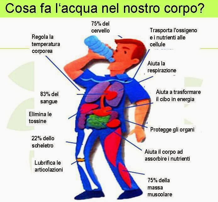 Cosa fa l'acqua nel nostro corpo? ilQUIeORA Cosa fa l'acqua nel nostro corpo? ilQUIeORA