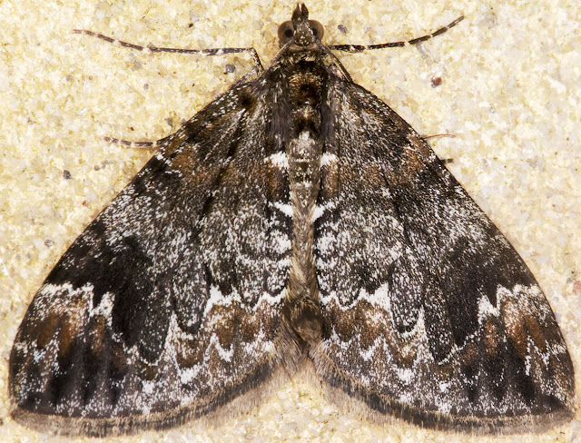 Dark Marbled Carpet, Dysstroma citrata. Hayes, Kent, 4 September 2014. Dark Marbled Carpet, Dysstroma citrata. Hayes, Kent, 4 September 2014.