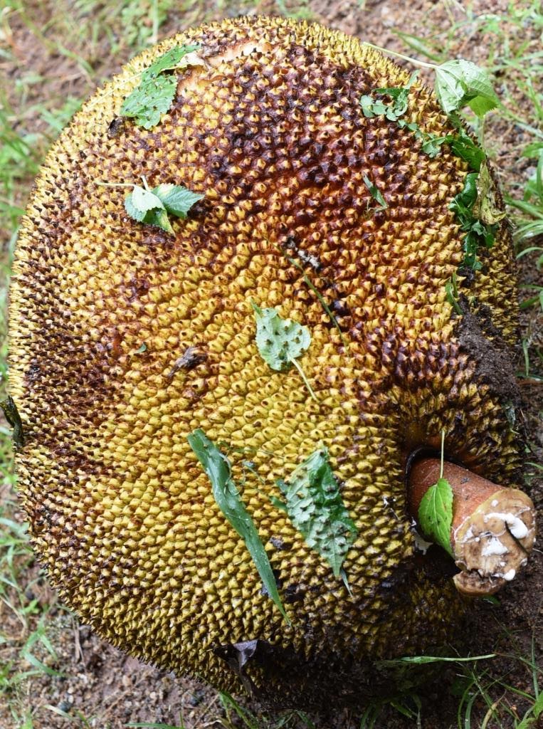 Serendipity Jack Fruit now has an export market What next?