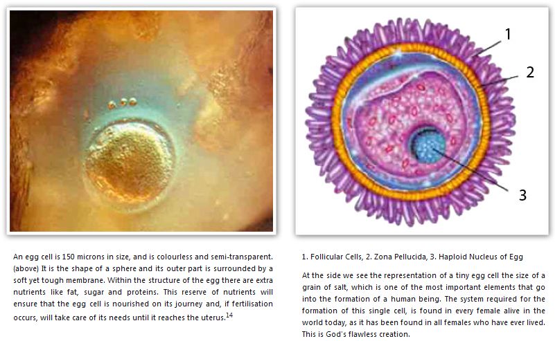 The Fact Of Creation: The Egg Cells Begin to Develop...