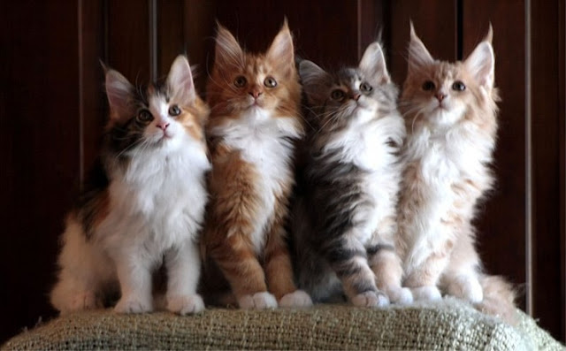 Litter size of Maine Coon Cats - Annie Many
