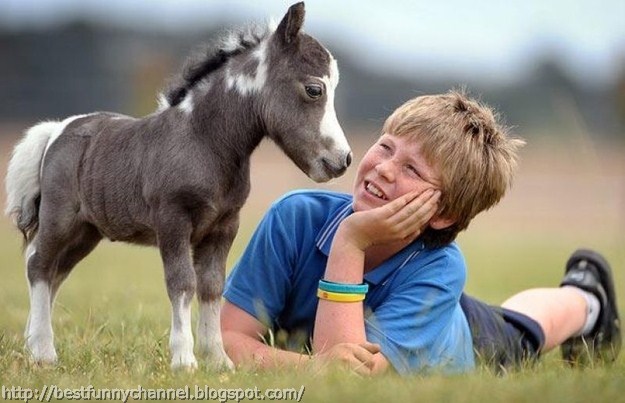 Small horse and kid.