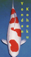 Jenis Ikan Koi Kohaku  yondan