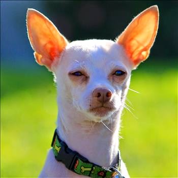Chihuahua Eyes Squinting