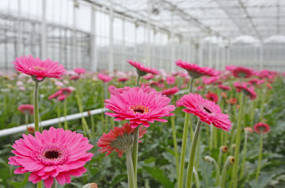 Pretty Pink Flowers Growing Wild in a Commercial Glass Greenhouse