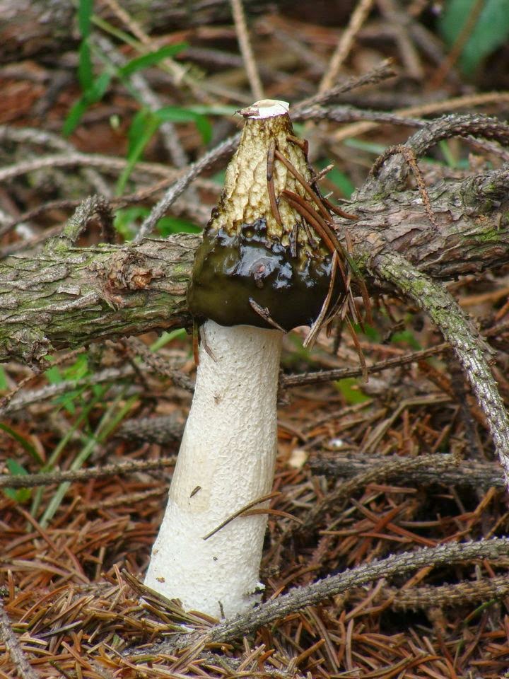 Phallus impudicus DSC39738