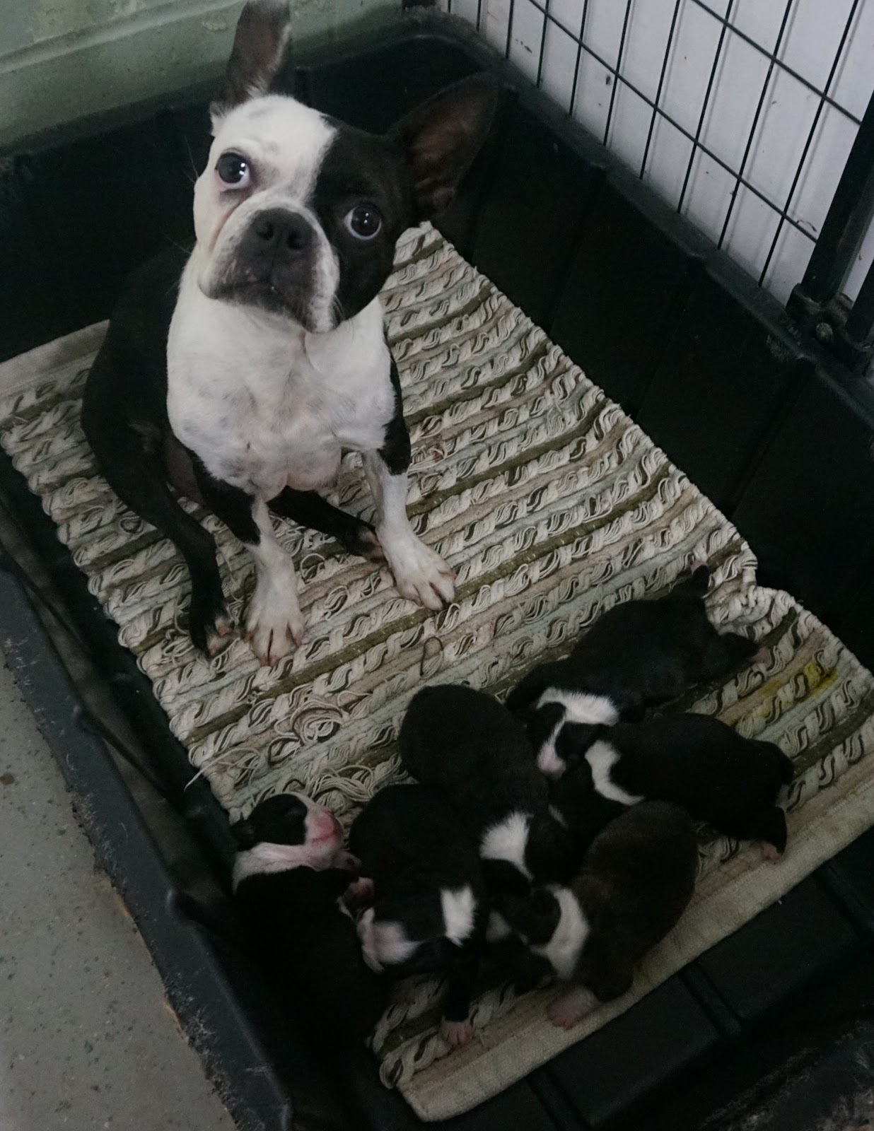 B & C Kennels French Bulldogs & Frenchtons