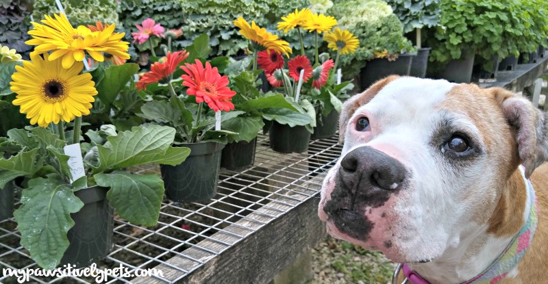 what to plant for a dog friendly garden pawsitively pets