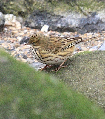 Bisbita común (Anthus pratensis)