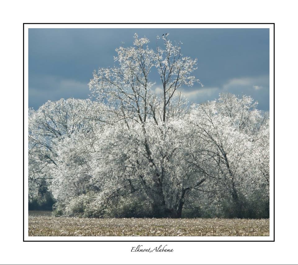 ELKMONT ALABAMA WINTER STORMS?