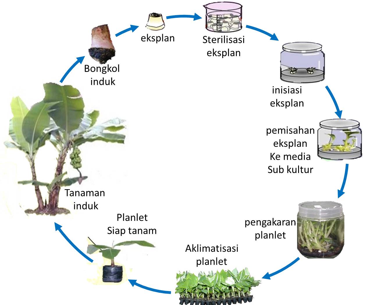 Proses Kultur Jaringan