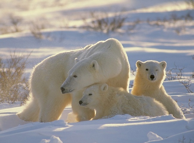 Oso polar u oso blanco Oso polar u oso blanco