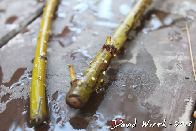grow roots from willow tree