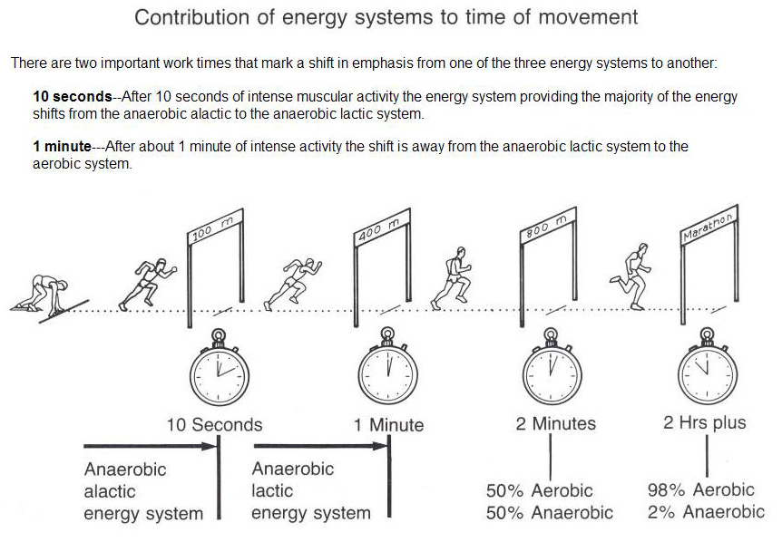 Kissena Track Racing Contribution of energy systems to time of