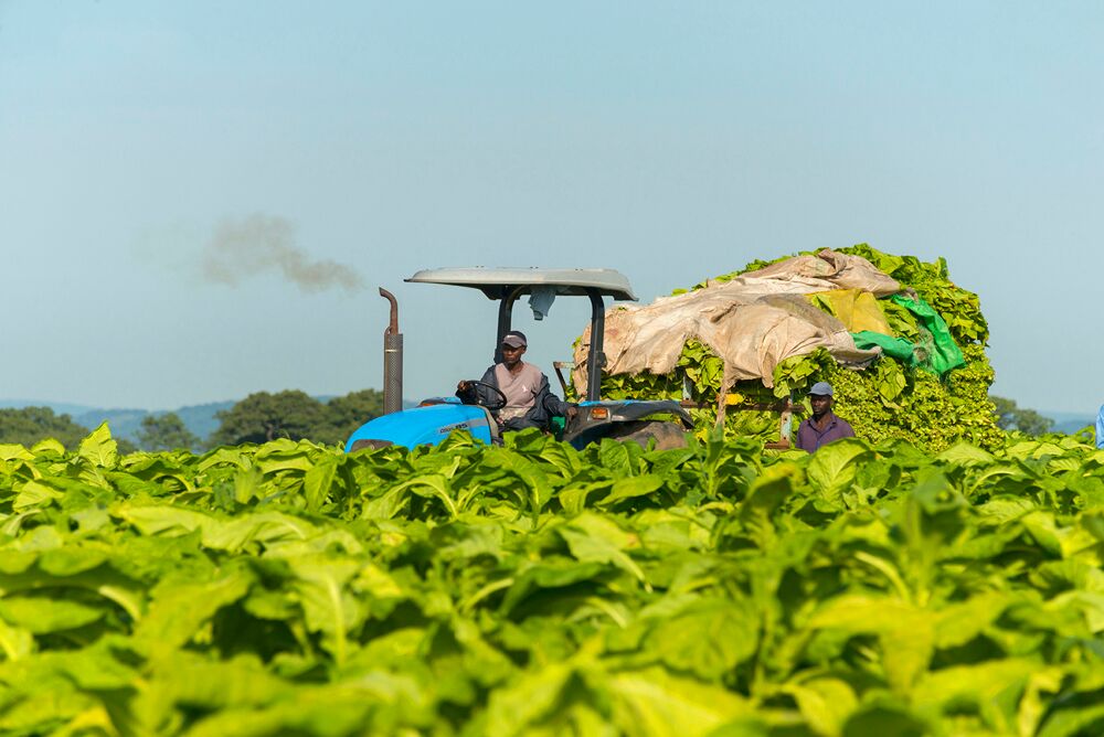 Tobacco Industry and Marketing Board (TIMB) November 2016