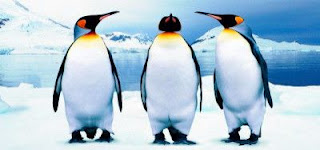 Pingüinos