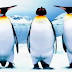 Algunas curiosidades sobre los pingüinos que igual desconocías