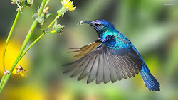 hummingbirds creatures fly backwards hummingbird wings