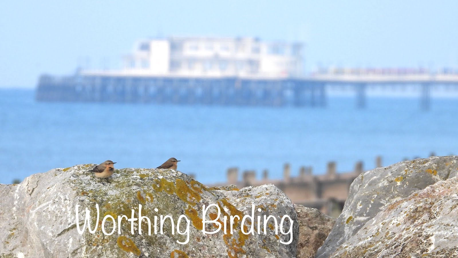 Worthing Birding and Wildlife