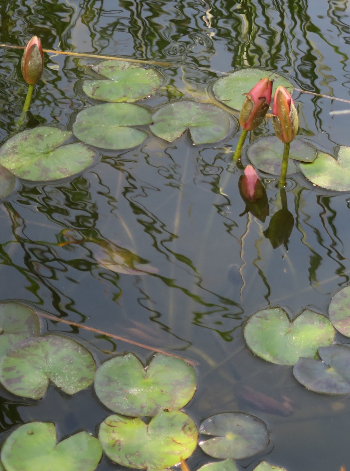 Living Rootless El Paso Desert Botanical Garden