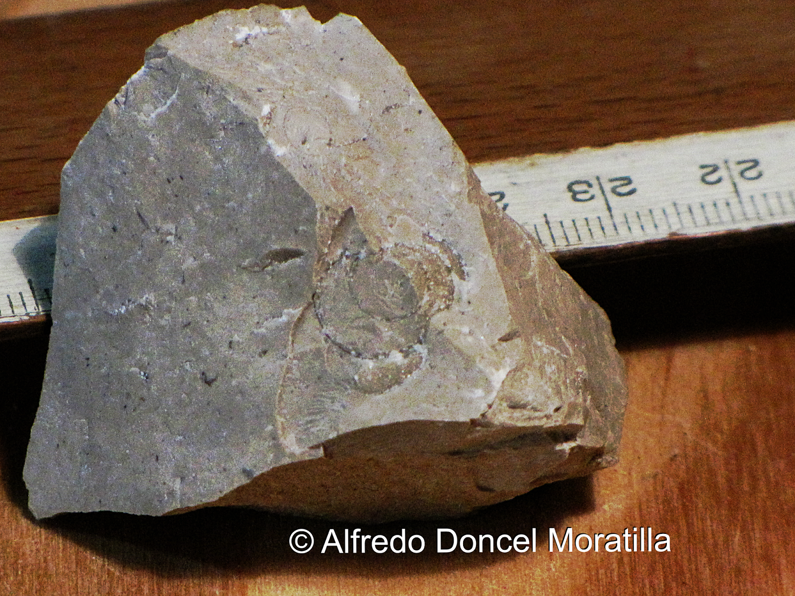Naturaleza en Santorcaz y otras tierras... FÓSILES DE LAS CALIZAS
