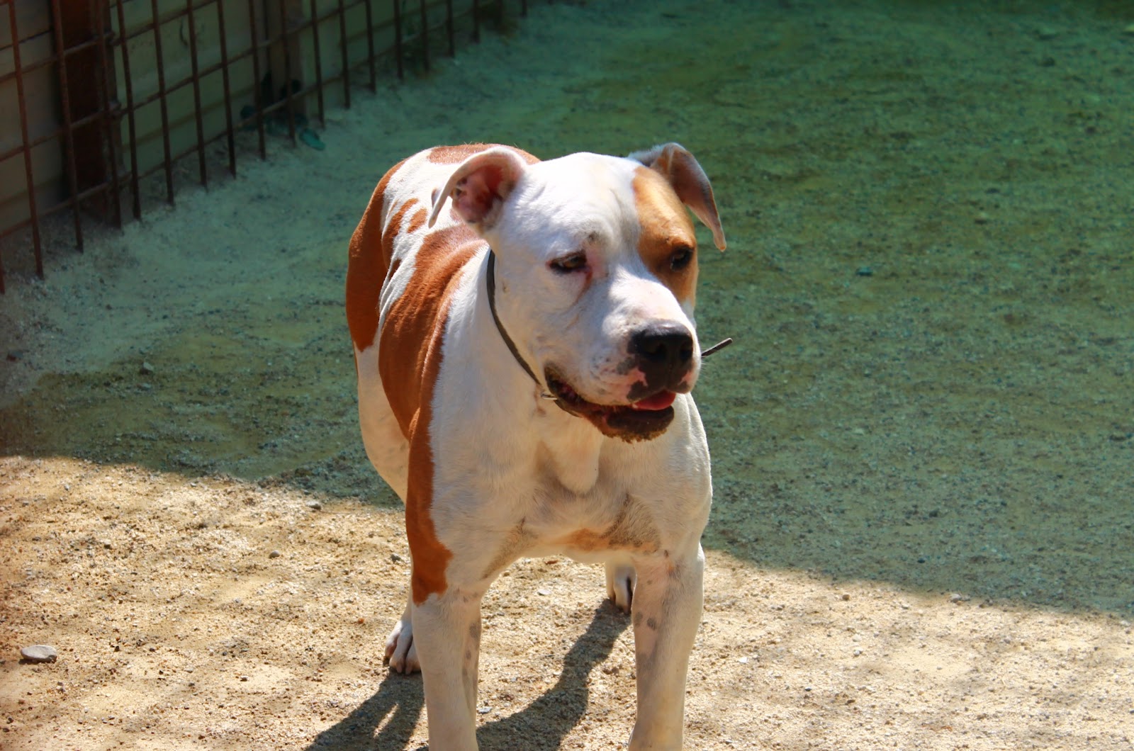 Come Addestrare Un Pitbull A Non Mordere