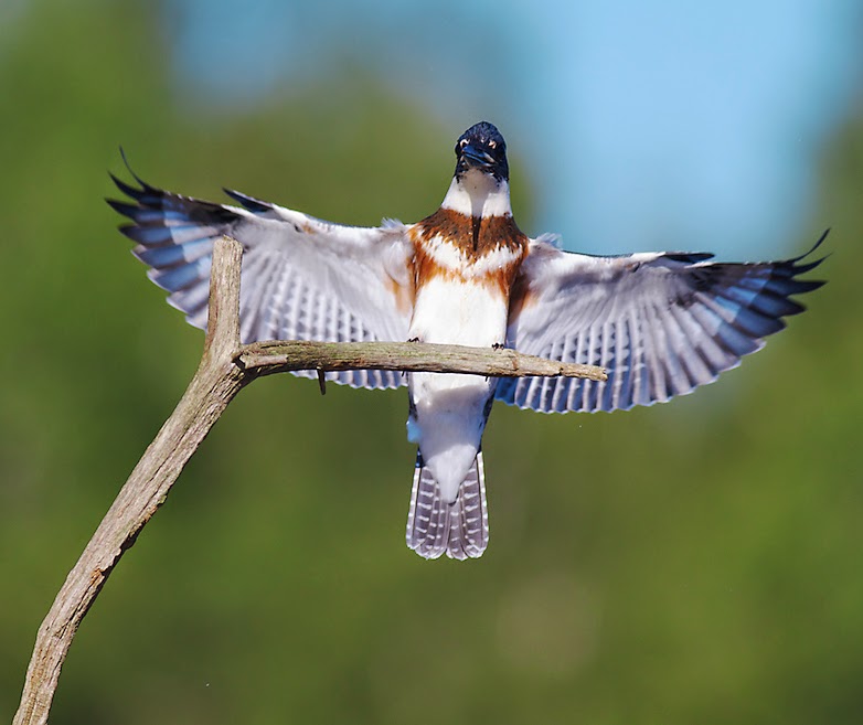 World Beautiful Birds : Belted Kingfisher Birds | Interesting Facts & Latest Pictures