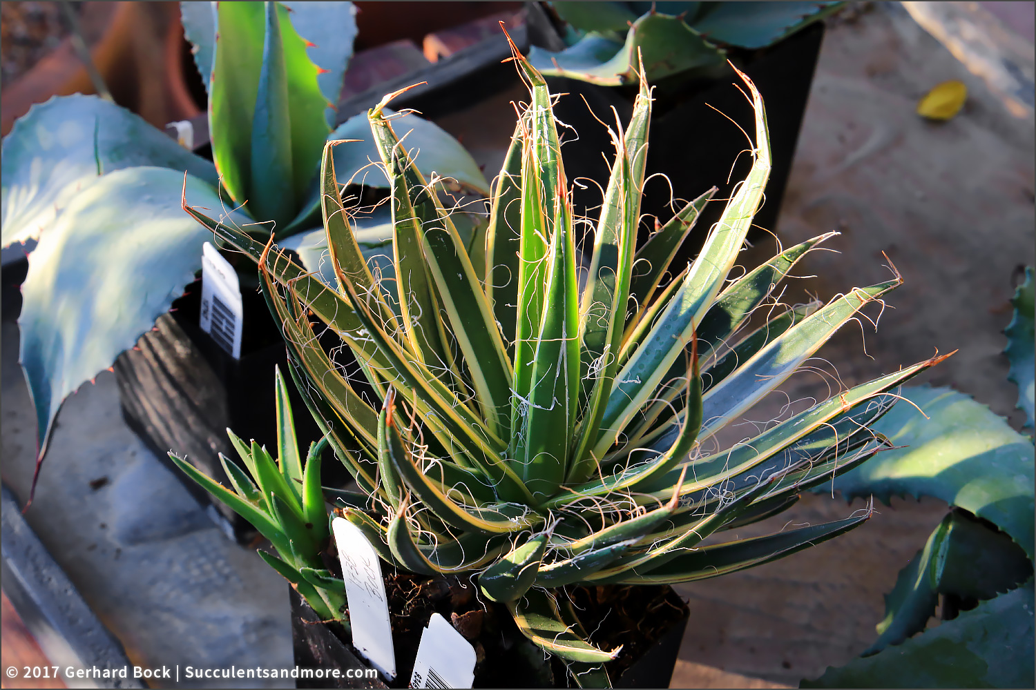 Agave order from Plant Delights Nursery