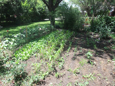 backyard garden michigan, corn, carrots, peppers, sunflowers backyard garden michigan, corn, carrots, peppers, sunflowers