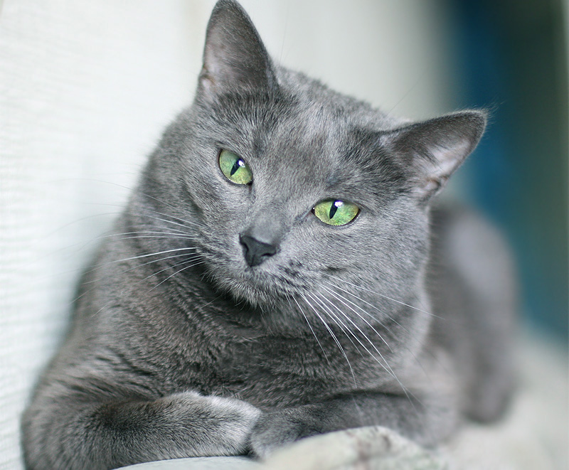 Identify A Russian Blue Cat - Love Cats