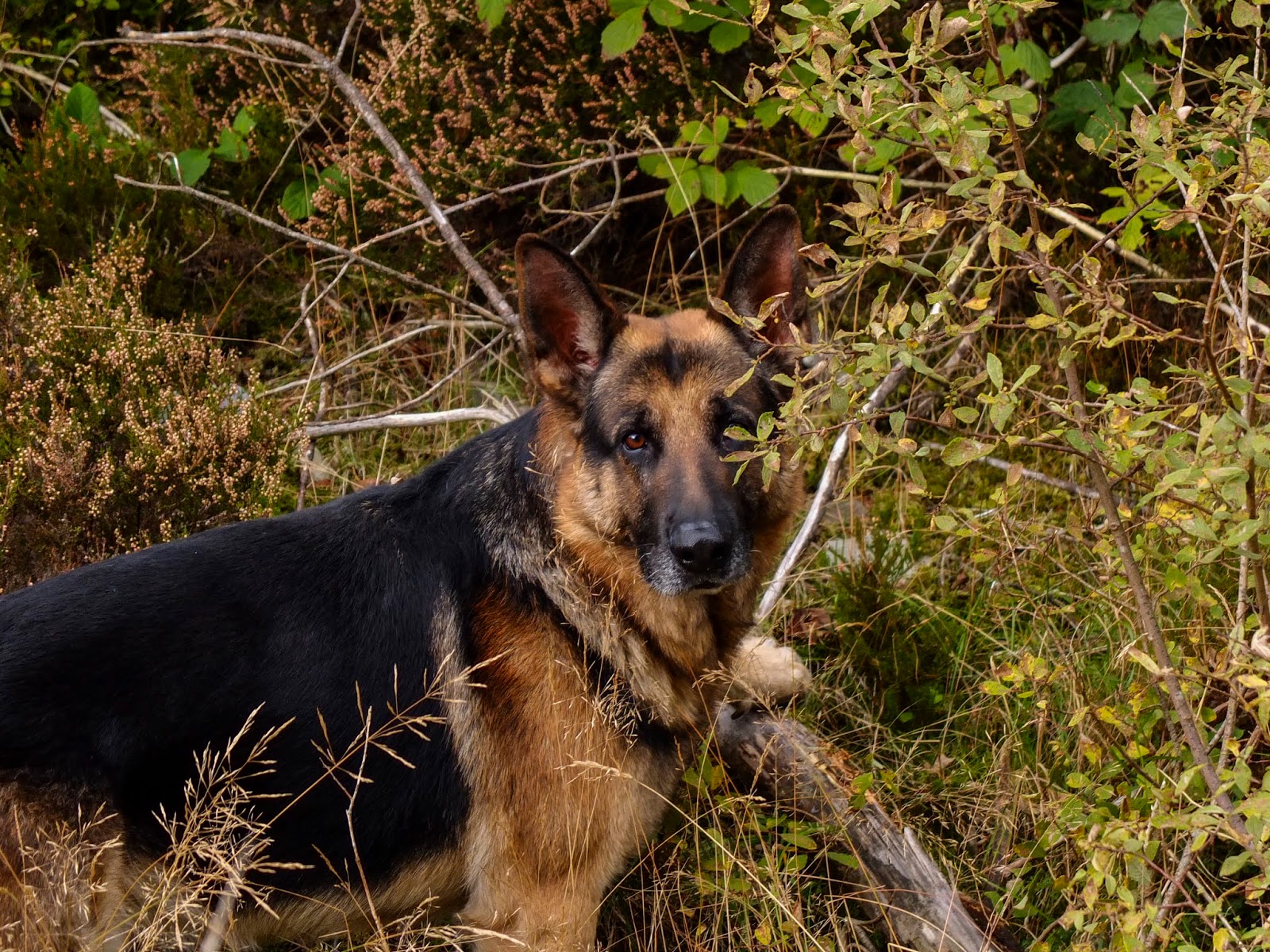A German Shepherd Steve standing among branches and grasses looking at the camera.