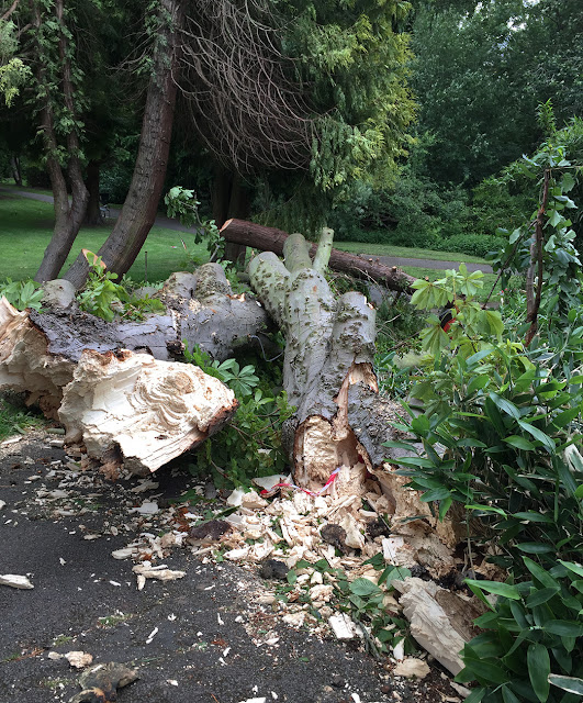 Fallen Horse-chestnut in The Knoll, Hayes. 8 June 2017. Fallen Horse-chestnut in The Knoll, Hayes. 8 June 2017.