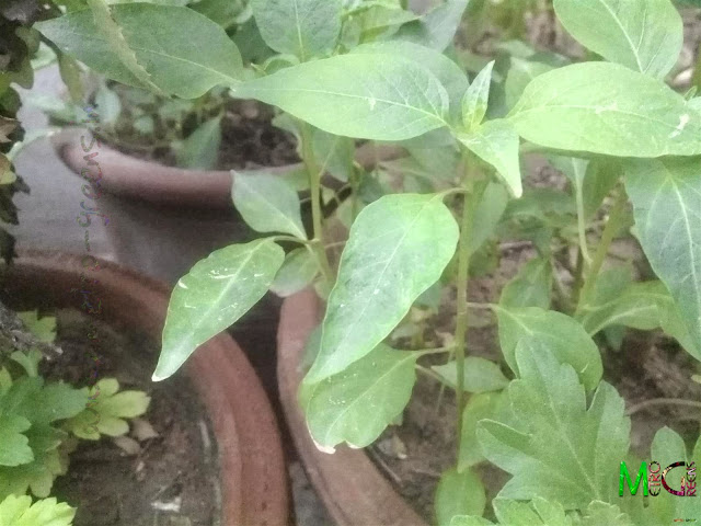 Metro Greens: Green Chilli Saplings Metro Greens: Green Chilli Saplings