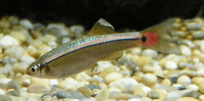 ikan cupang dicampur dengan ikan lain ikan cupang dicampur dengan ikan lain