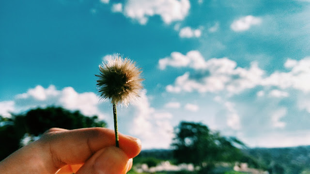 foto tirada por mim