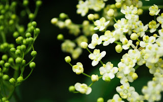 flowers for flower lovers.: Beautiful flowers desktop wallpapers.