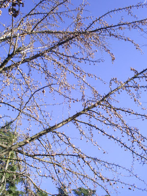 árbol de gingko biloba