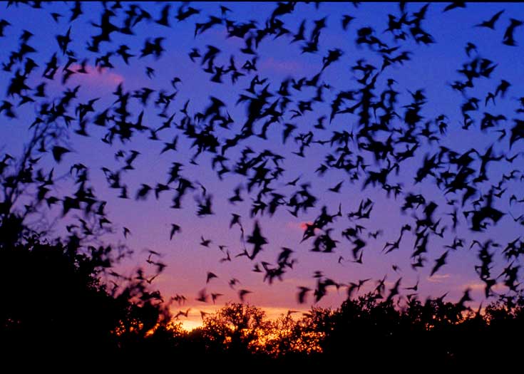 We Love Bats!