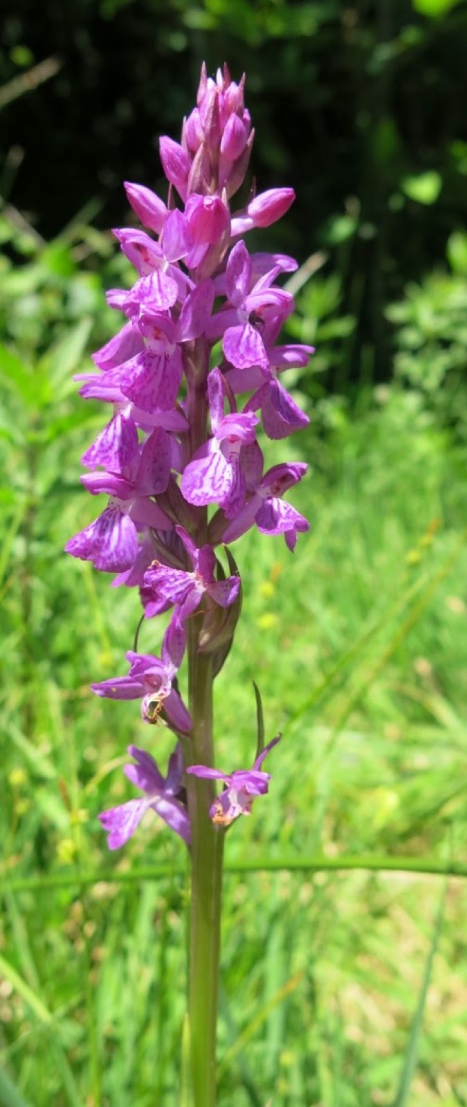 Orchis élevé Orchis élevé