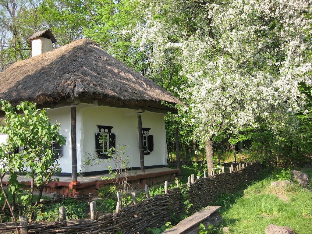 Вишня у хаты. Весенний деревенский домик. Хата вишня. Цветущая яблоня в деревн. Казачий курень плетень.
