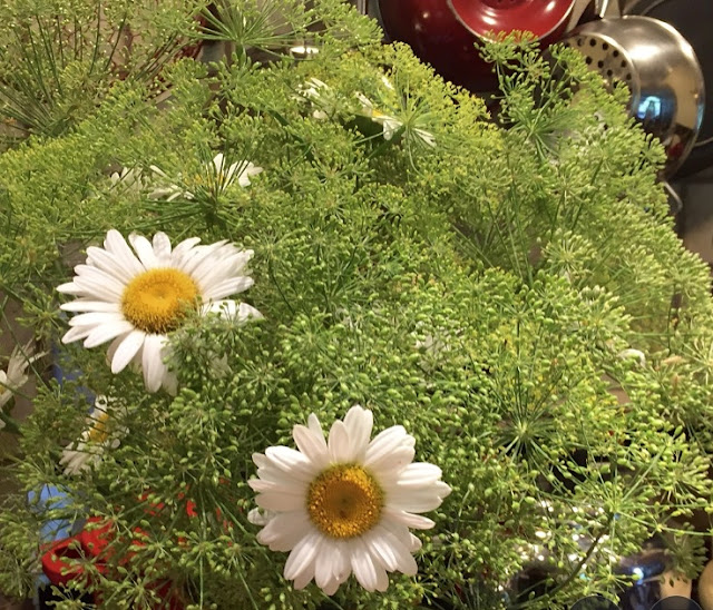 Masses of dill await a culinary fate.