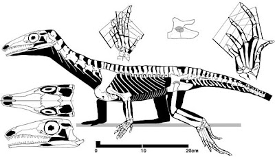 esqueleto de Protorosaurus