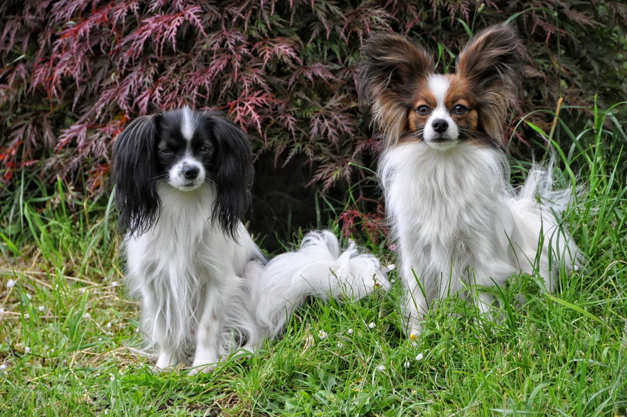 Road's End Papillons Dog's Coat, Undercoat, Fur Coat, Hair Coat