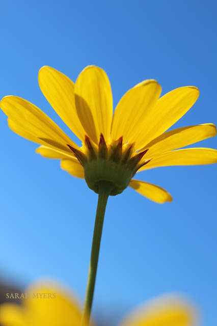 Yellow and Blue, Sarah Myers yellow, daisy, flower, nature, spring, sarah, myers, blue, sky, open, bloom, beauty, macro, plants, garden, small, sunny, smallsunnygarden, amy, myers, grow
