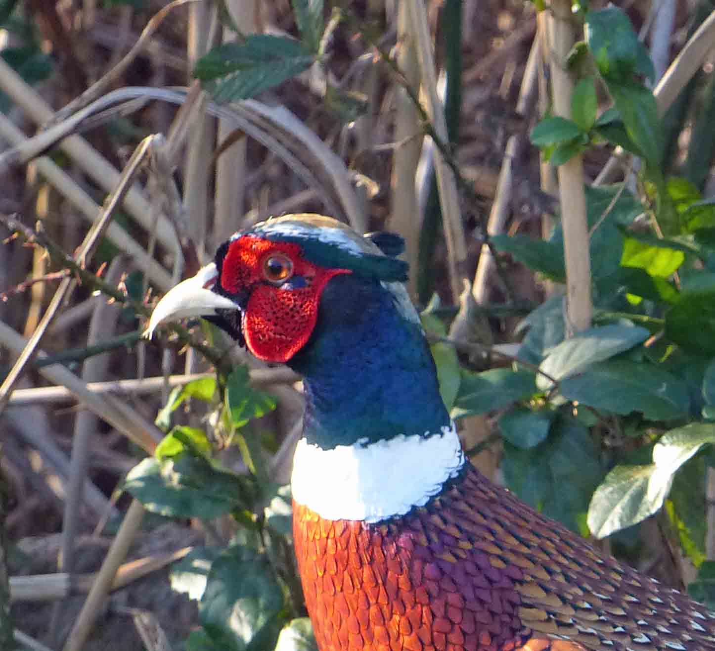 Birds & Words Manahawkin WMA 11/15Ringnecked Pheasant, New But Not